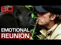 Man and gorilla's unforgettable reunion after years apart | 60 Minutes Australia