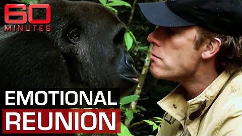 Man and gorilla's unforgettable reunion after year...
