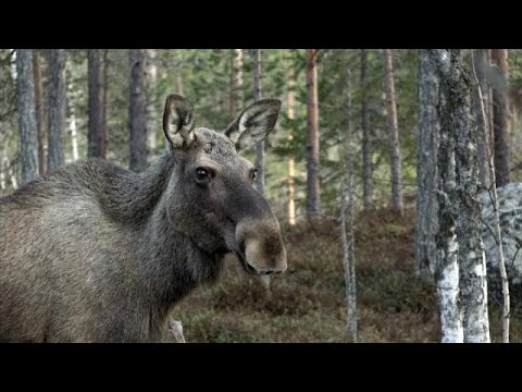 Video: Russische Leute