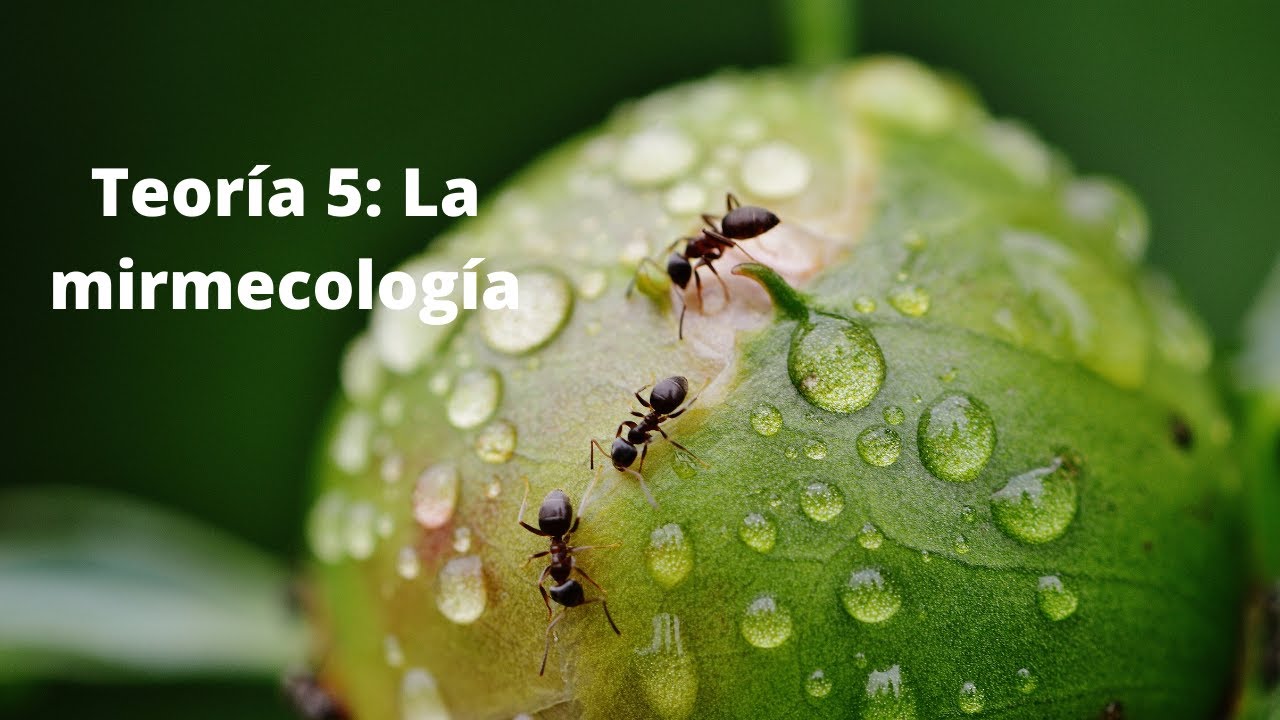 ¿Qué es la mirmecología? Quinto vídeo de teoría.