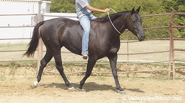 Athena Black Cat***For info, price, etc., go to our website***ValleyViewRanch.net