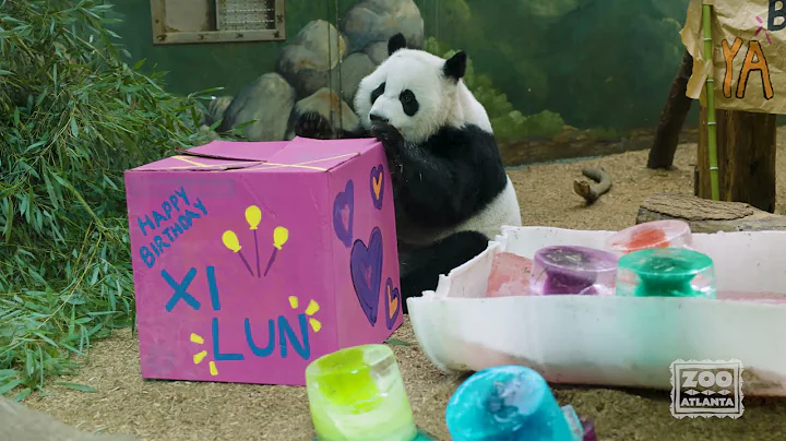 Giant Panda Twins Celebrate Fifth Birthday (2021) - DayDayNews