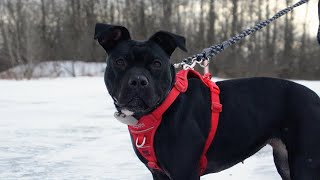 Meet Lady, rescued from suspected dogfighting by The Humane Society of the United States 2,405 views 2 months ago 1 minute, 49 seconds