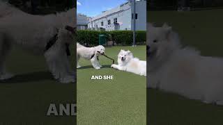 Things my dog does that make her a good girl  #samoyed #dogs