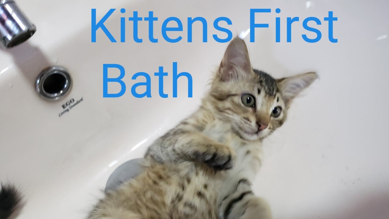 Kittens first bath! YouTube