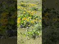 Balsam Root with a view of Mt. Hood #shorts #shortvideo #viral #viralvideo #blessed
