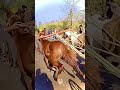Ghoda gadi race Kolhapur 🔥🐎 || घोडा गाडी शर्यत || घोडा शर्यत कोल्हापूर || #shorts