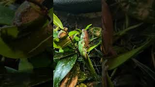 These green tree frogs are the most peaceful animals in my reptile room