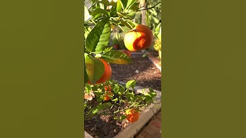 Ready To Harvest Tangerine On A Pot #shorts