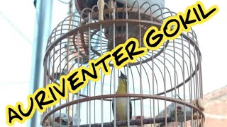 pleci Auriventer asli Taiwan mantap juga ternyata nembak wit wit kenari