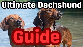 Everything You Need to Know About Dachshunds: History, Care, and Fun Facts