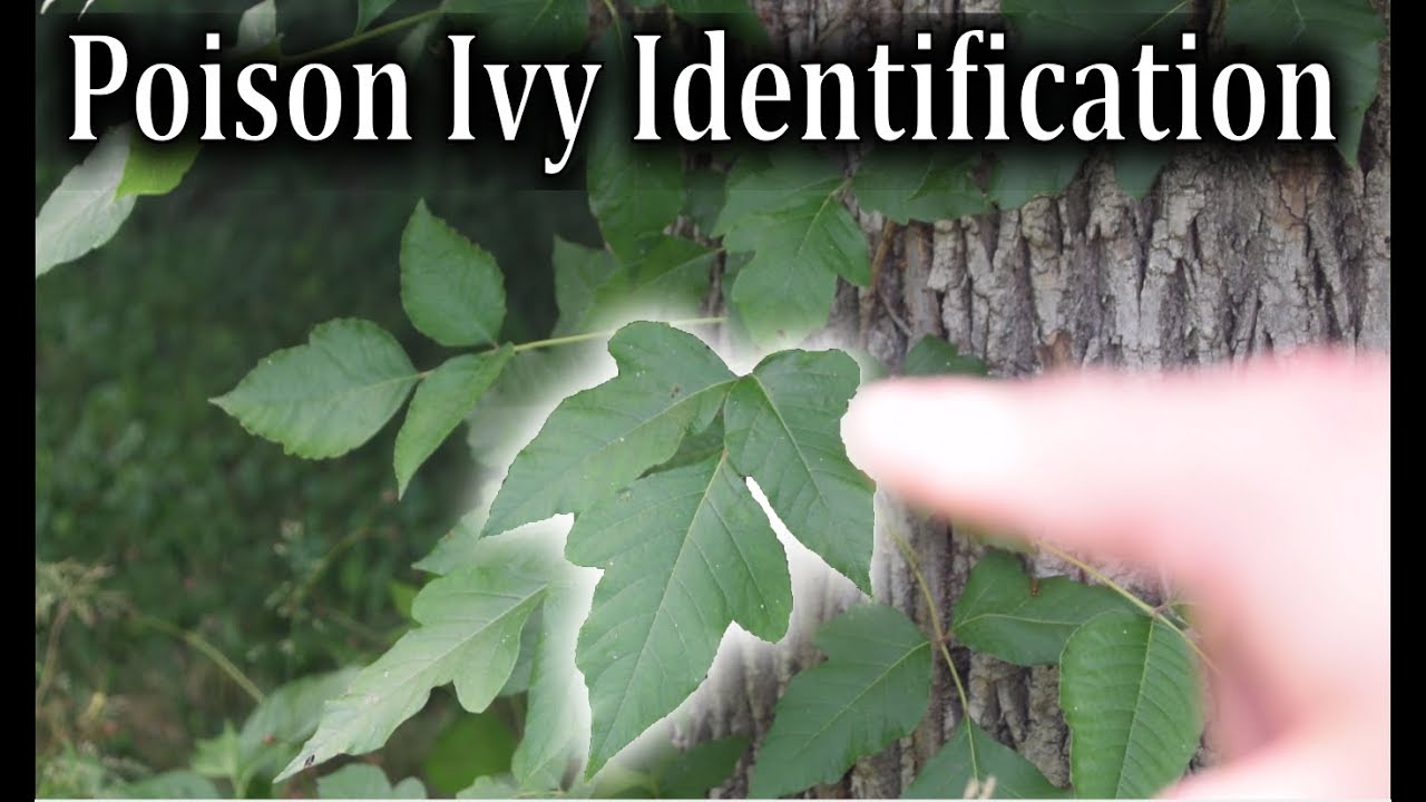 Poison Ivy Identification How To Identify Poison Ivy Plants Youtube,Mercury Head Dime Wine