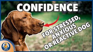Creating Confidence For Anxious, Stressed Or Reactive Dogs Part 1 #168 #podcast