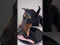 ASMR🔥生肉を食べるドーベルマン🥩#ドーベルマン　#doberman #dogasmr #asmr #咀嚼音 #犬ご飯　#mukbang #rawfood #dogmukbang #犬の咀嚼