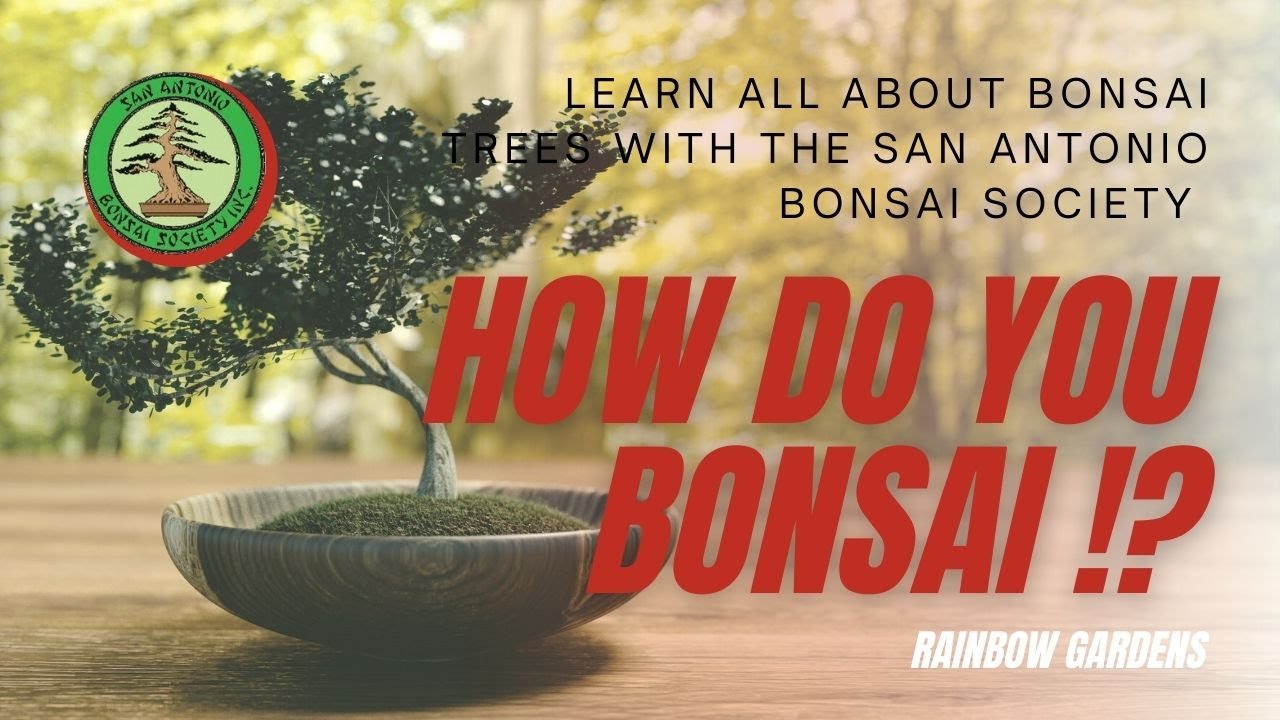 Bonsai trees with the San Antonio Bonsai Society 2021 YouTube
