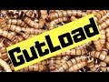 How To Gutload Superworms