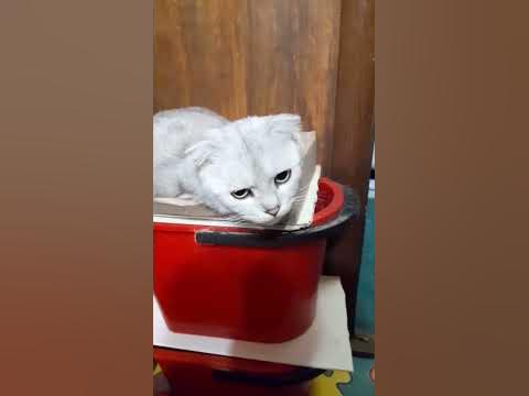 Коммунист...кот cat - YouTube