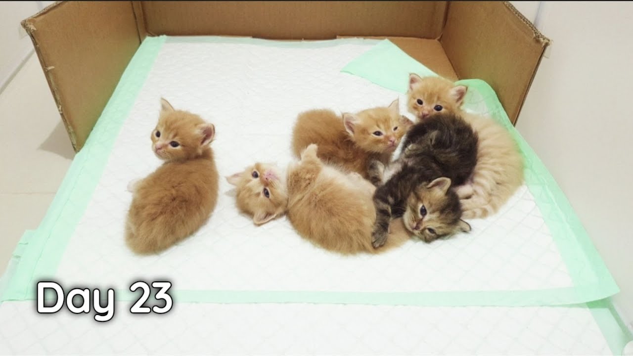 Baby Kittens First Weaning Baby Kittens Growing Up day 23 YouTube