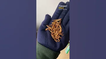@FeedingSteven  Стивен  День 28