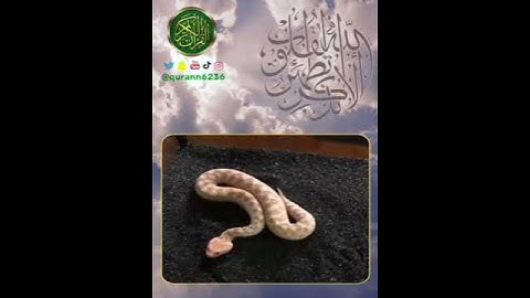 الشيخ: سعد الغامدي، سورة النور