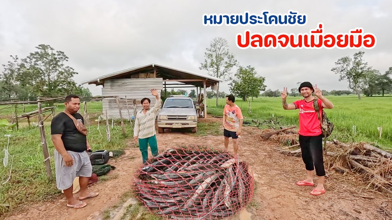 ปลดจนเมื่อยมือ ปลาช่อนเยอะมาก ใส่เบ็ดหมายนี้ ปลากินจัดๆ