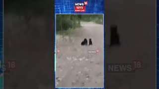 Manas National Park। মানস ৰাষ্ট্ৰীয় উদ্যানত বিচৰণৰত এটা ঘোং। N18S