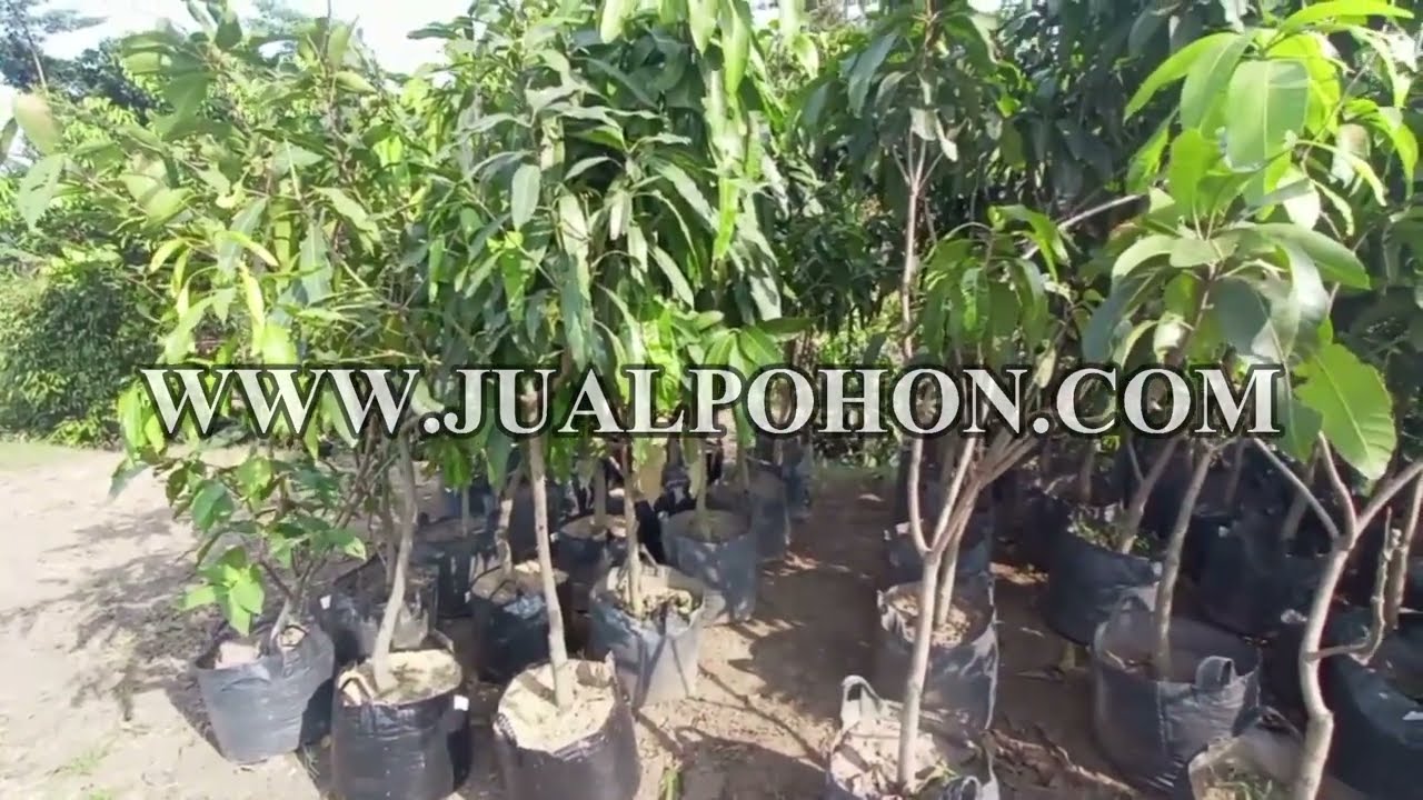 Bibit Pohon Mangga Pelangi 2 Meteran Ready Stok