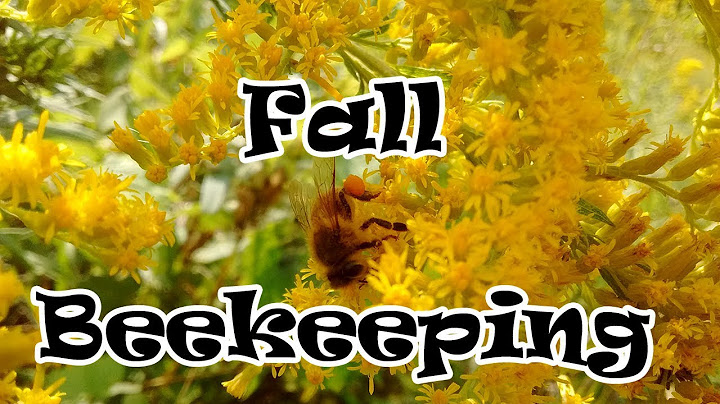 Leave Late Summer/Fall To The Bees
