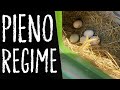 Le GALLINE sono RITORNATE a FARE UOVA!!!