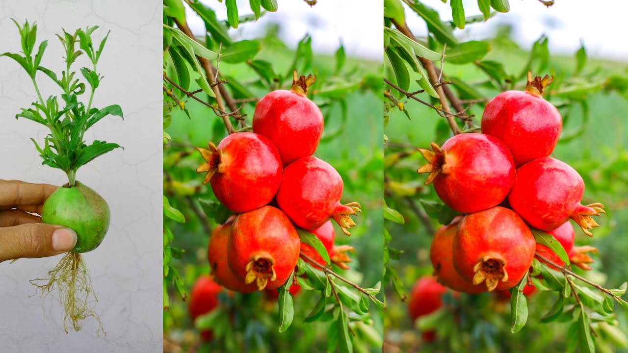 How to Grow Pomegranate Plants at Home,Grow a plant from a pomegranate