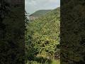Salakanpur Jungle view | Shorts | Arun yaduwanshi vlogs #shots