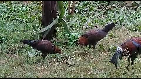 Saib me nyuam qaib qus txuam 1