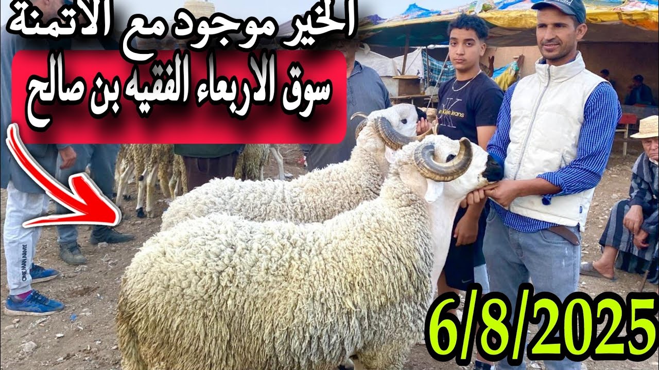 مباشرة من سوق الاربعاء الفقيه بن صالح 6/8/25 مع تمن الحولي و النعجة و حولية 🐑🐑🇲🇦
