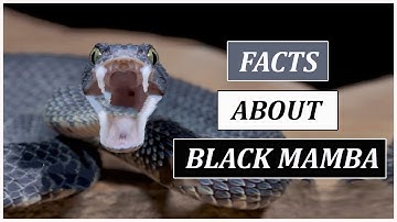 Things You Should Know About Black Mamba | Animal Globe
