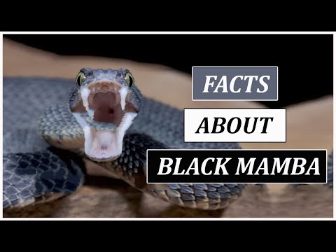 Things You Should Know About Black Mamba | Animal Globe