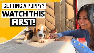 Prepare Your Home For a New Beagle Puppy
