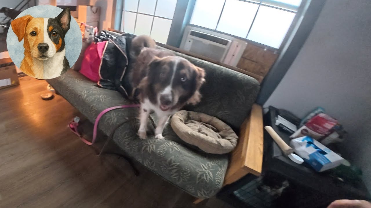 A Long Day Volunteering at the Dog Rescue