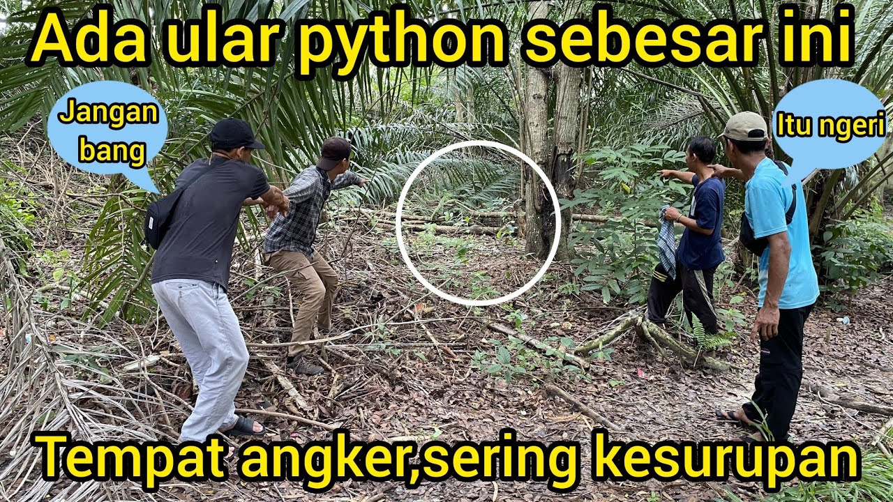 PERTAMA KALI LIAT ULAR PYTHON SEBESAR INI SAMA WARGA DI TEMPAT ANGKER WARGA SERING KESURUPAN DI SINI
