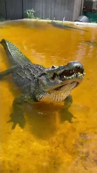 Suara buaya