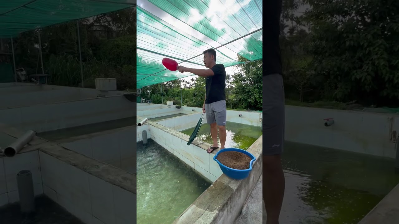 Một buổi chiều của a bán cá giống #cagiong #trending