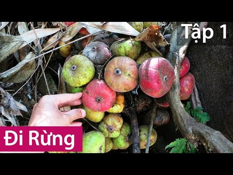 Video ĐI RỪNG - Tập 1 - Hái Quả Rừng - youtube