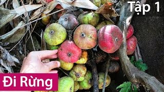 ĐI RỪNG - Tập 1 - Hái Quả Rừng