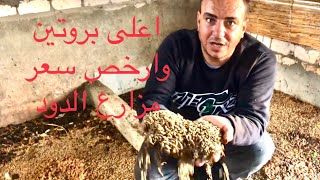 تحويل الدود للحم ذبابة الجند ي الاسود لتربية الطيور والاسماك وارخص طعم في مصر ج ٢