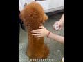 毛毛是个懂事听话的小朋友 狗子成精了 动物的迷惑行为 驱虫喷雾 宠物泰迪 泰迪狗狗 萌宠视频 毛毛是个懂事听话的小朋友 狗子成精了 动物的迷惑行为 驱虫喷雾 宠物泰迪 泰迪狗狗 萌宠视频