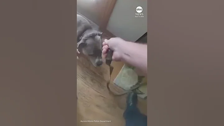 Dog leads officer to leash while being rescued from house fire