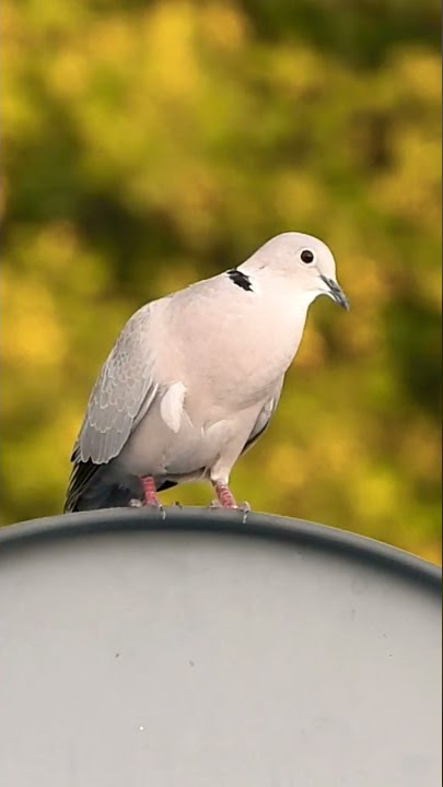 Dove call/sound #birdwatching #naturesounds #shortsvideo#short