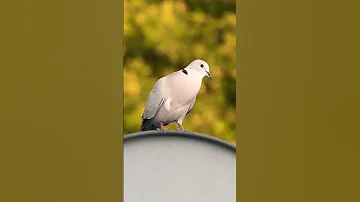 Dove Call Sound Birdwatching Naturesounds Shortsvideo Short 