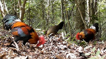 Đi rừng thử bẫy gà rừng đầu mùa miền bắc thợ săn Hoàng Thắng