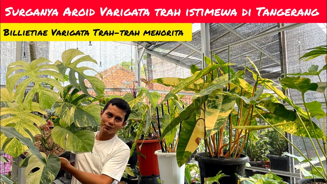 WOW BILLIETIAE VARIGATA TRAH MENORITA ⁉️ SURGANYA AROID VARIGATA DI BARRAPLANT 📢