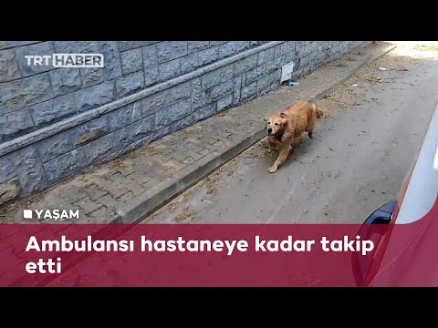 Vefalı köpek fenalaşan sahibini bırakmadı